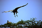 Picture 'KT1_38_03 Vulture, Tanzania, Serengeti'